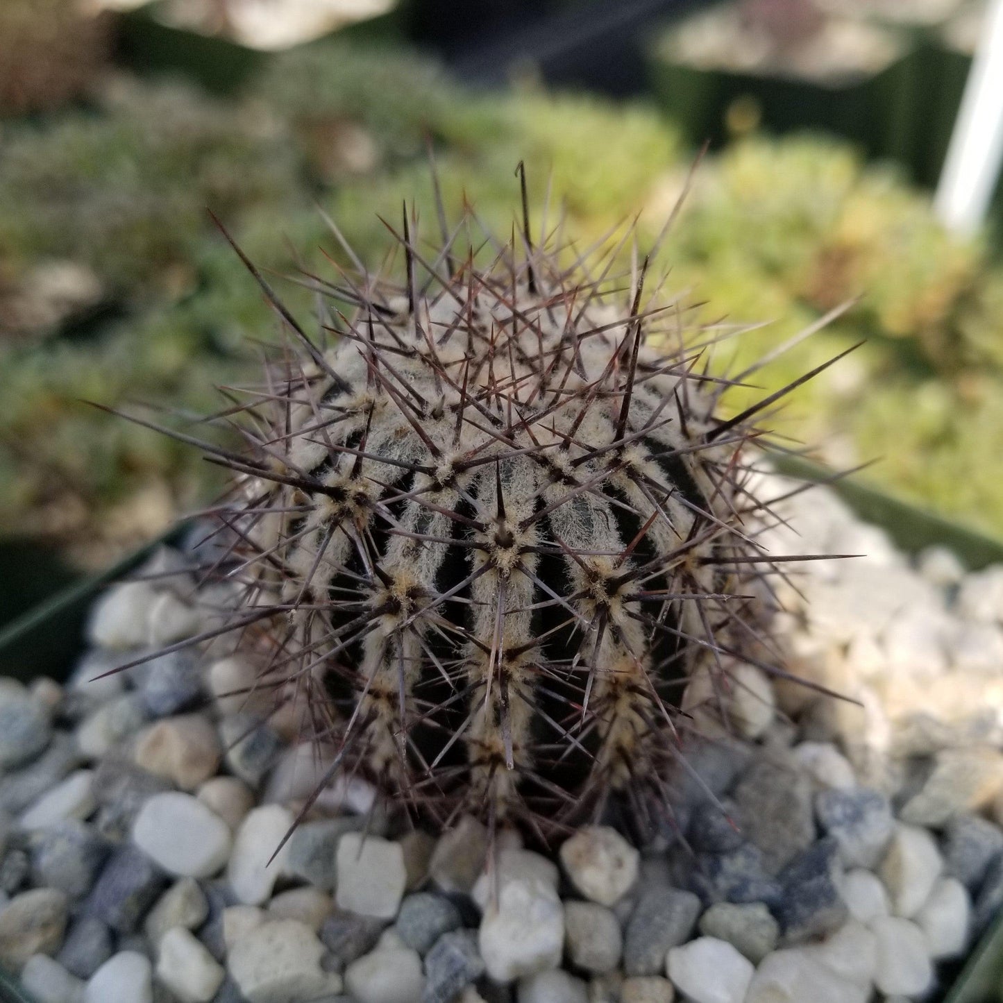 Echinopsis cv. Haku-Jo.