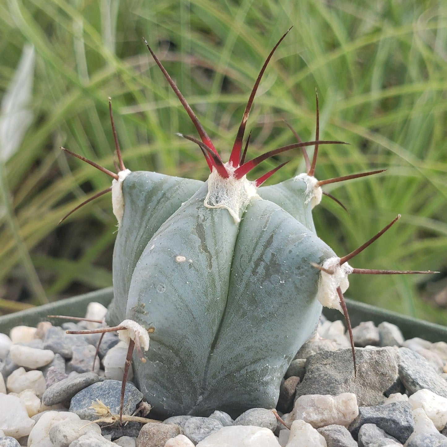 Echinocactus ingens