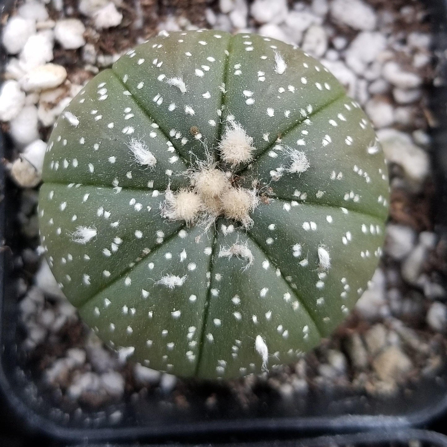 Sand Dollar Cactus 'Astrophytum asterias'
