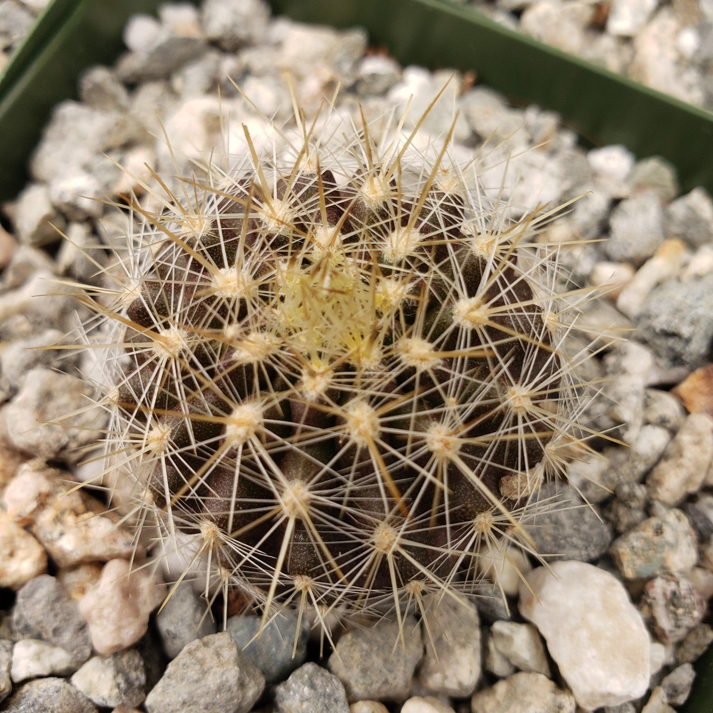 Neochilenia chilensis flaviflora