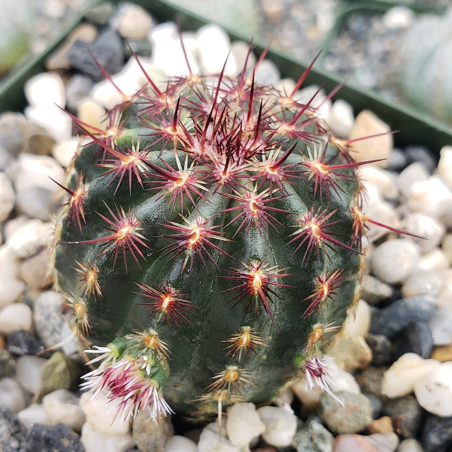 Echinocereus davisii