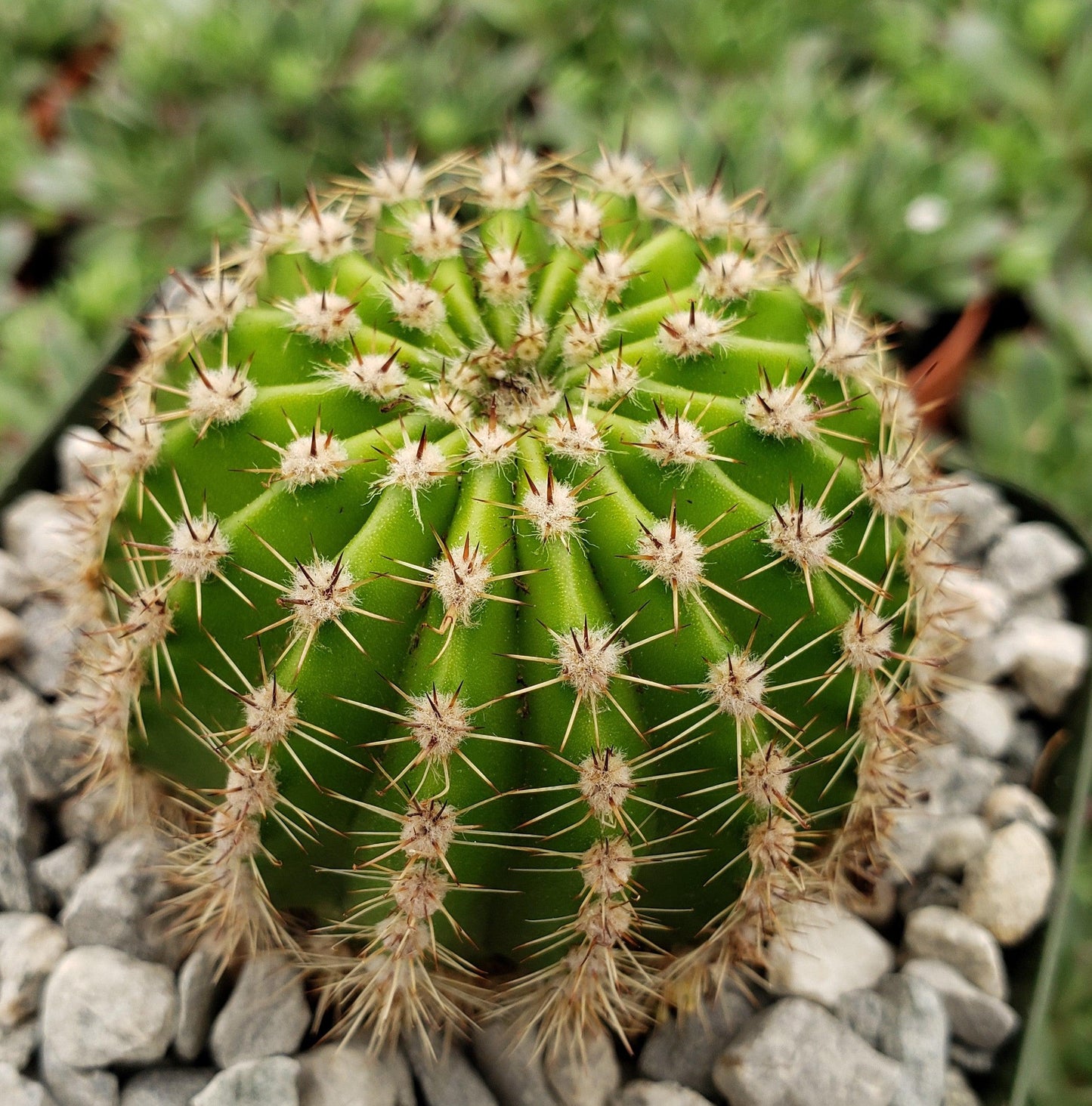 Easter Lily Cactus 'Echinopsis oxygona'