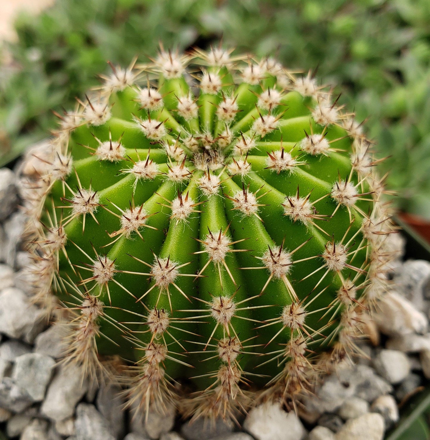 Easter Lily Cactus 'Echinopsis oxygona'