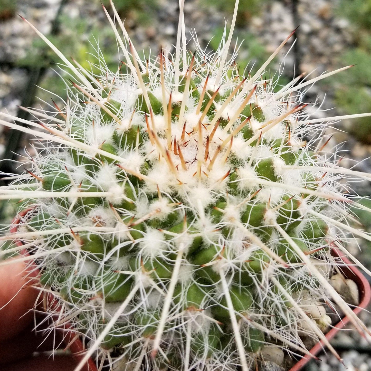 Mammillaria bicolor nobilis