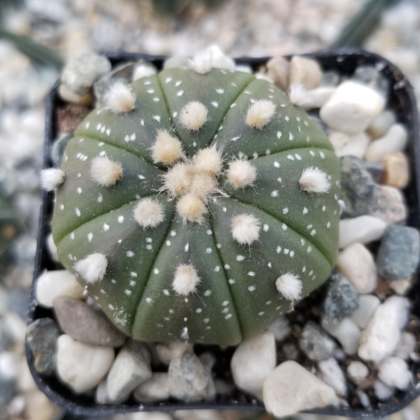Sand Dollar Cactus 'Astrophytum asterias'