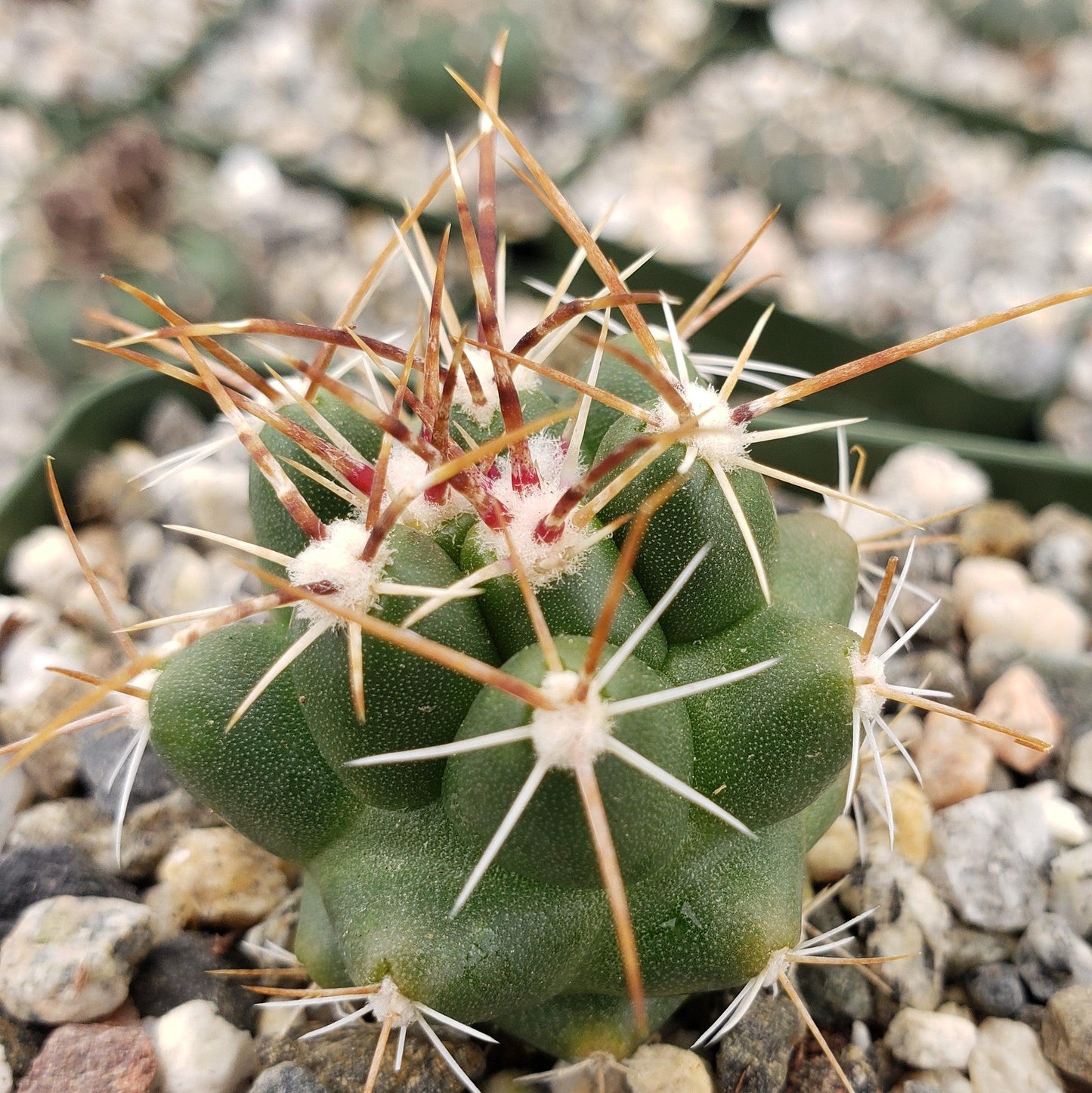 thelocactus panarottoanus