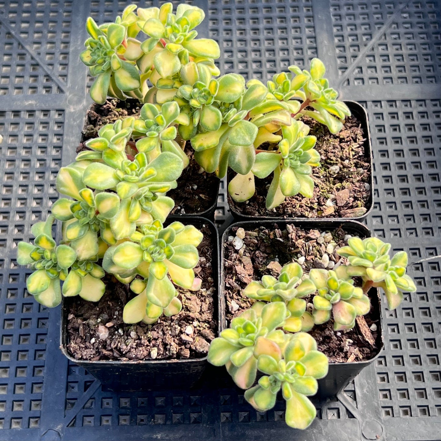 A. Irish Bouquet Variegated