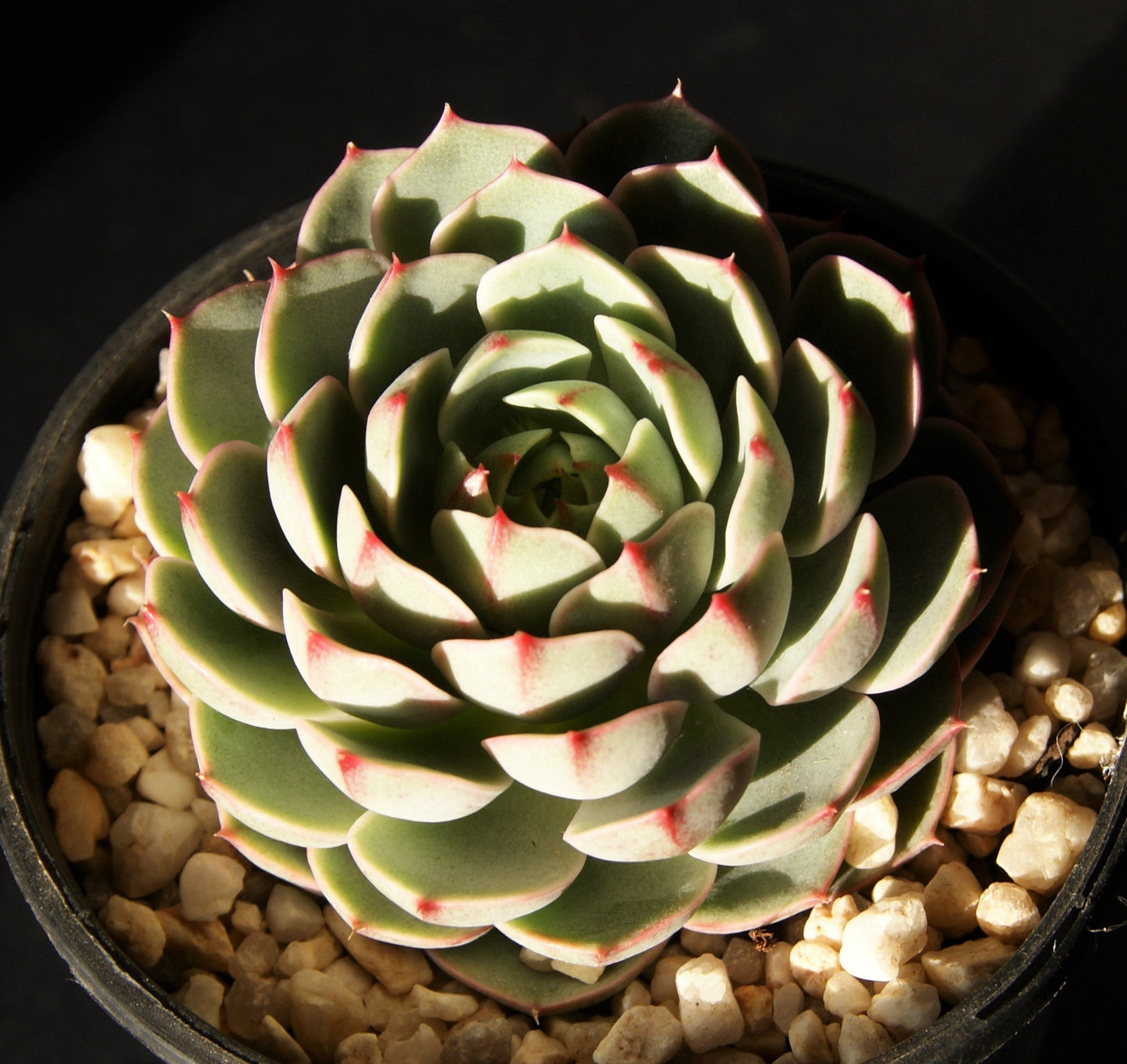 Echeveria ben badis