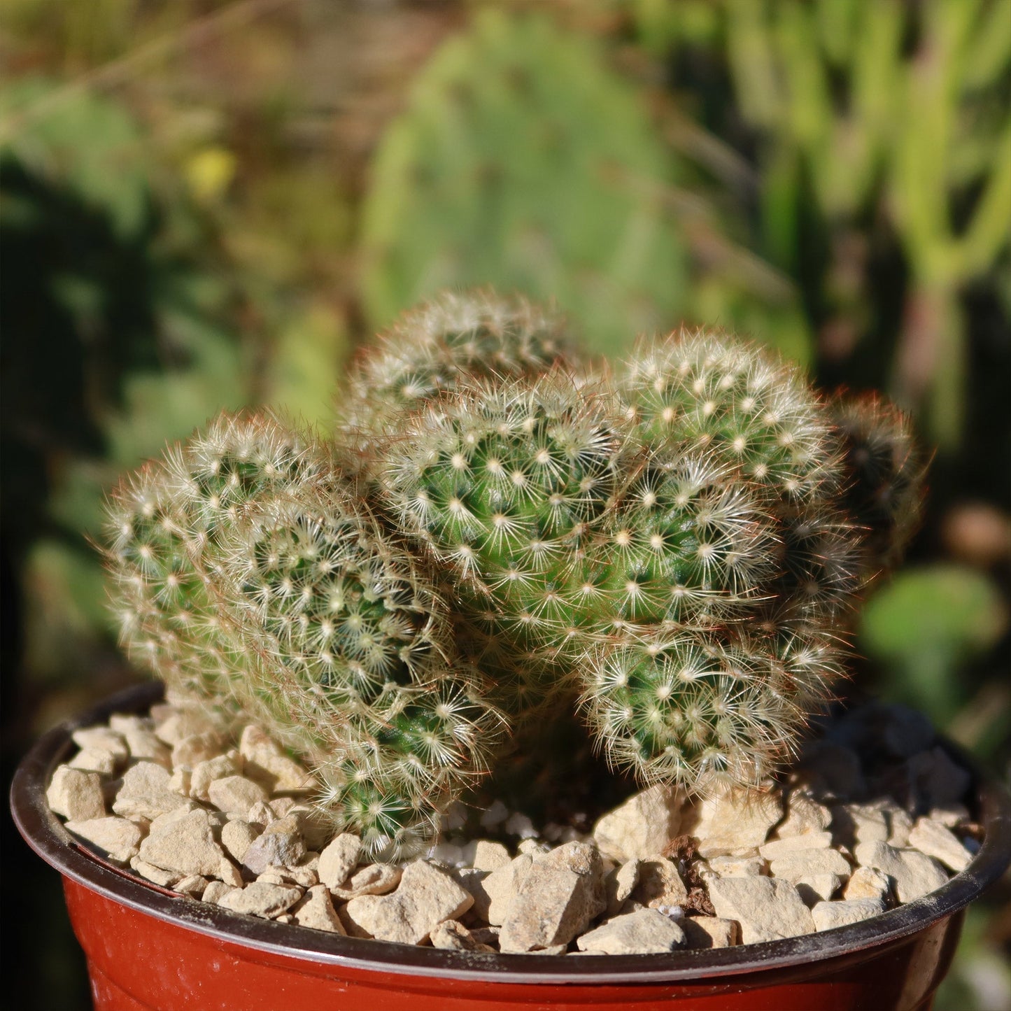 Brain Cactus - Mammillaria Elongata Cristata