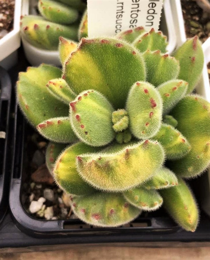 Cotyledon tomentosa (bear paws)