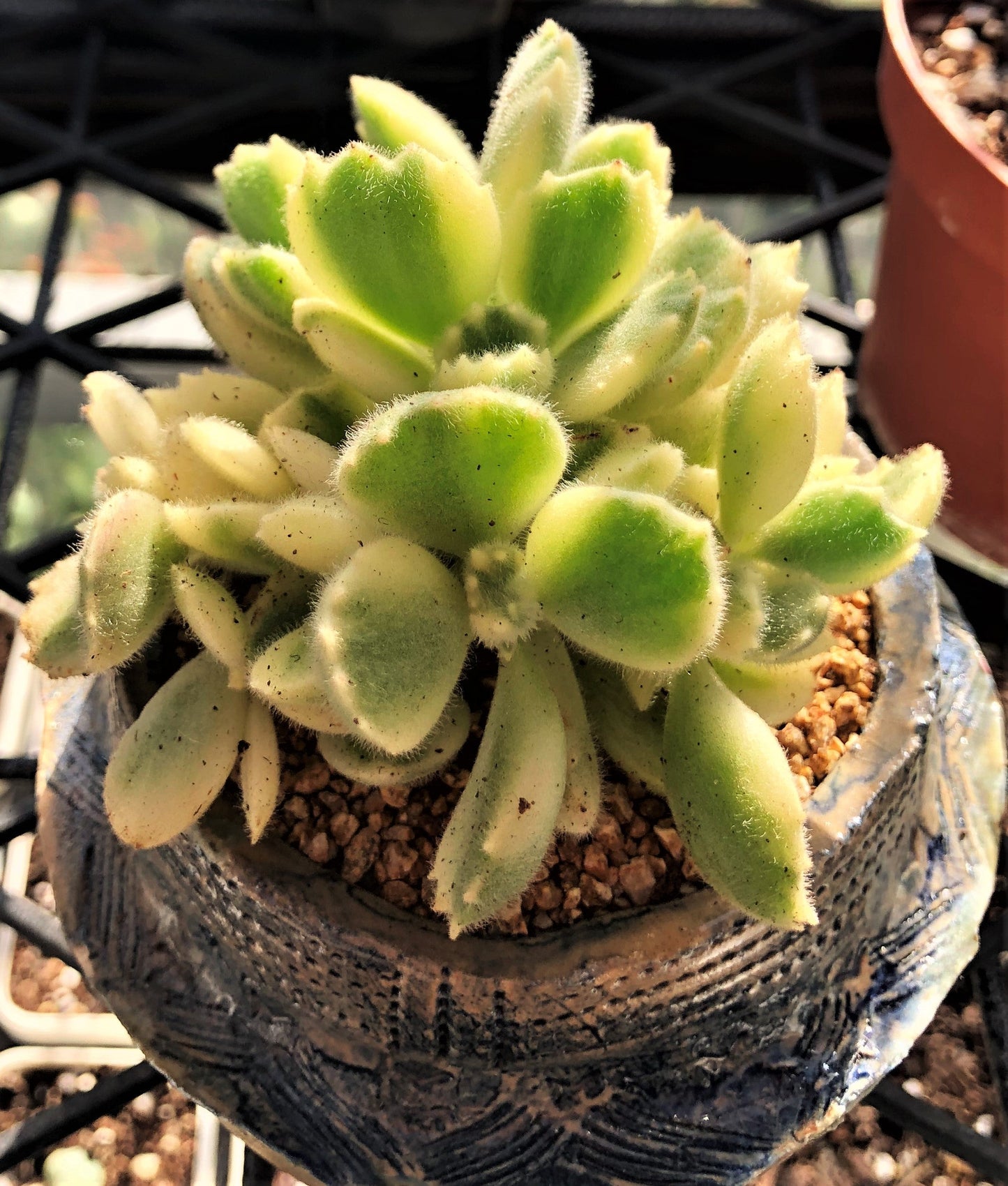 Cotyledon white bear paw