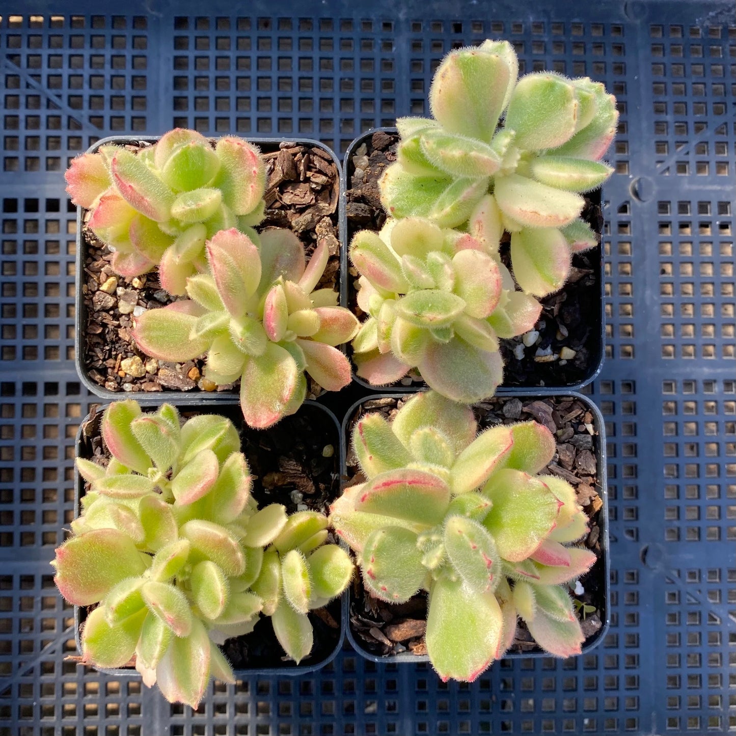 Cotyledon white bear paw