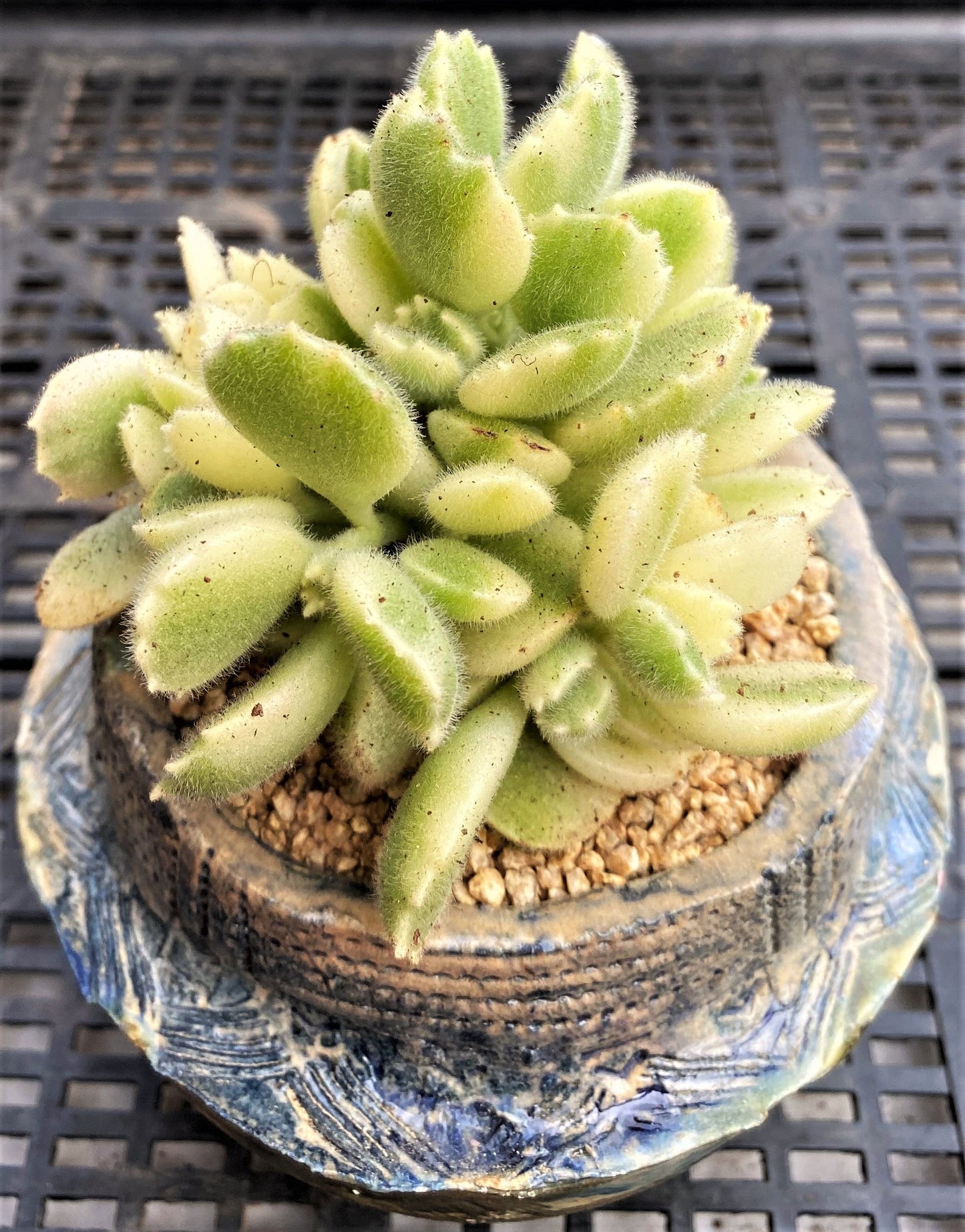 Cotyledon white bear paw