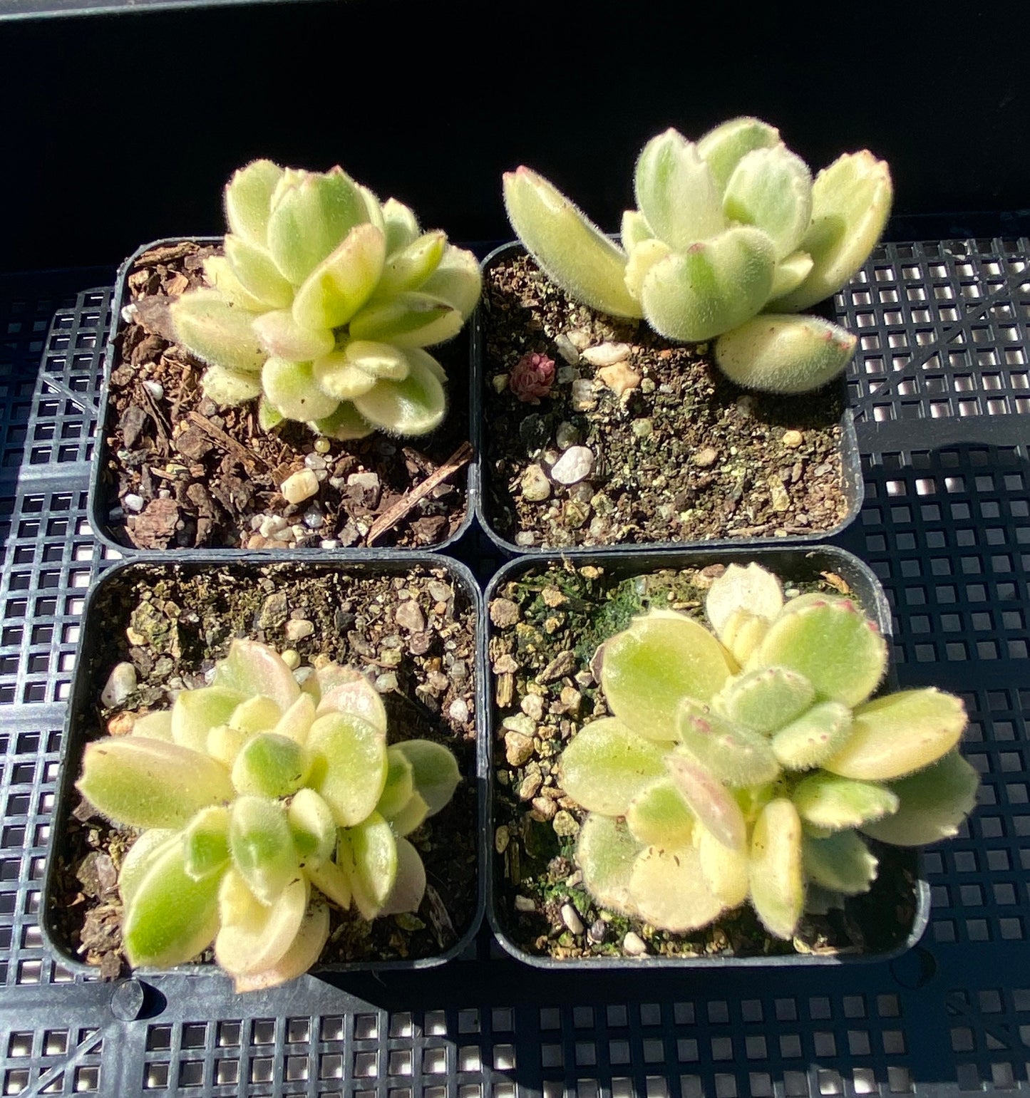 Cotyledon white bear paw