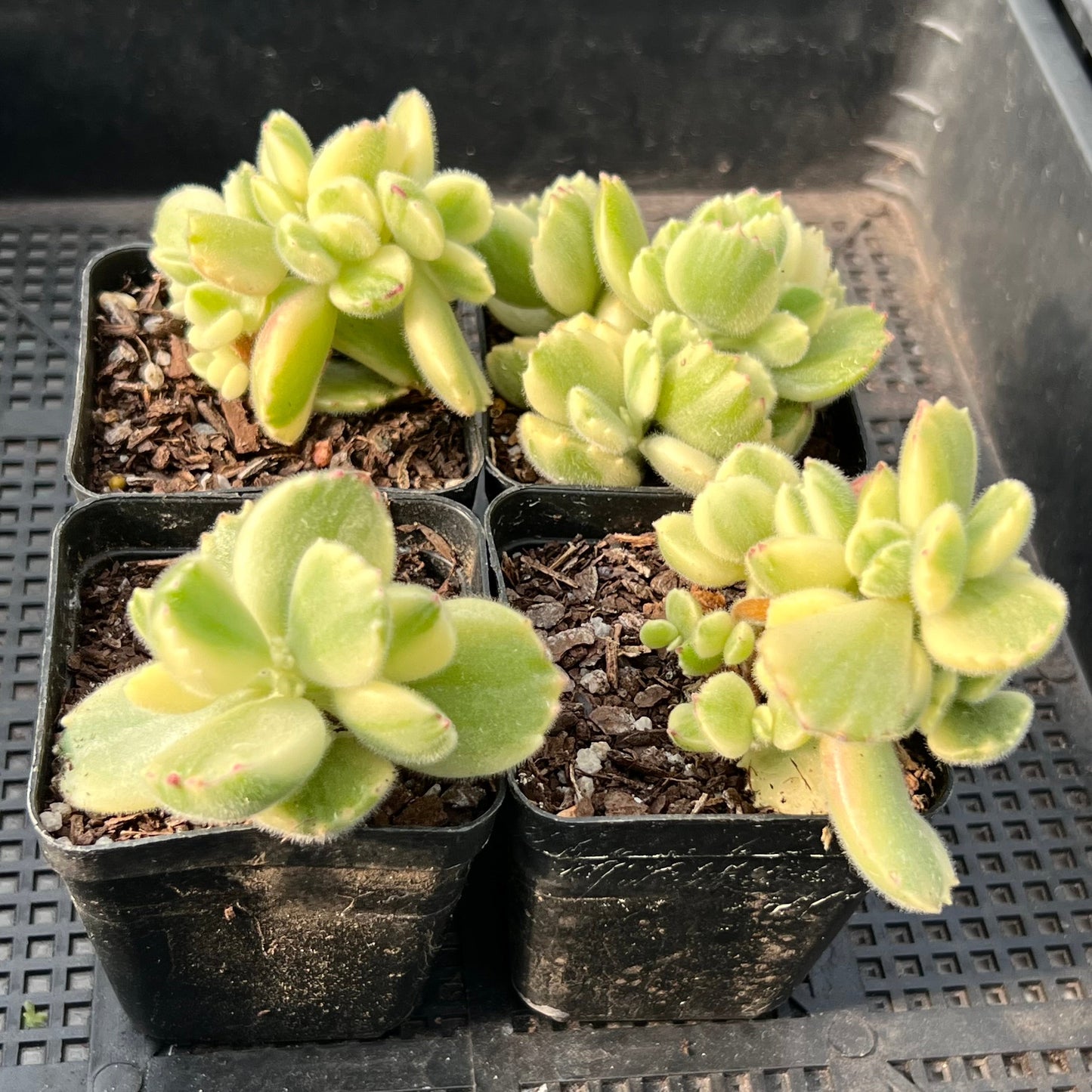 Cotyledon white bear paw