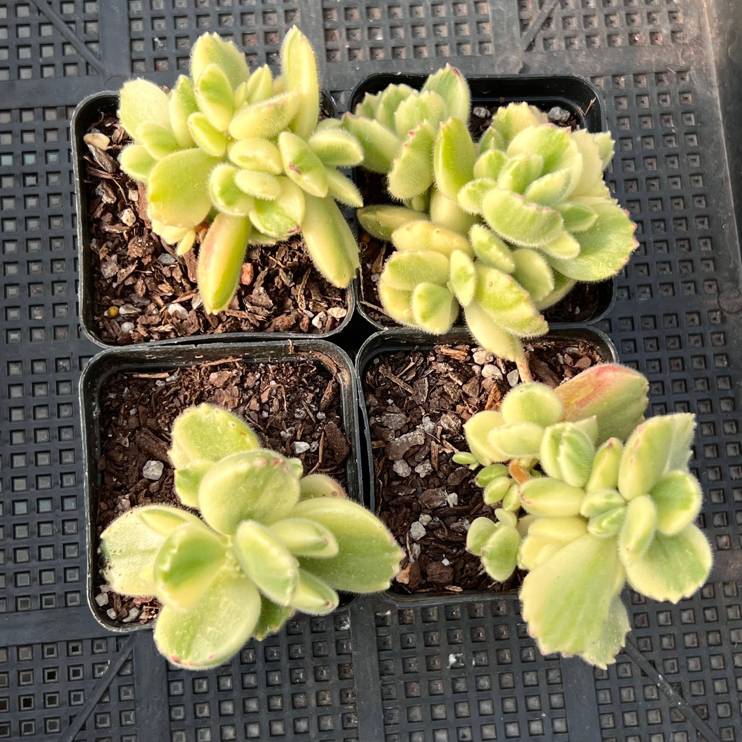 Cotyledon white bear paw