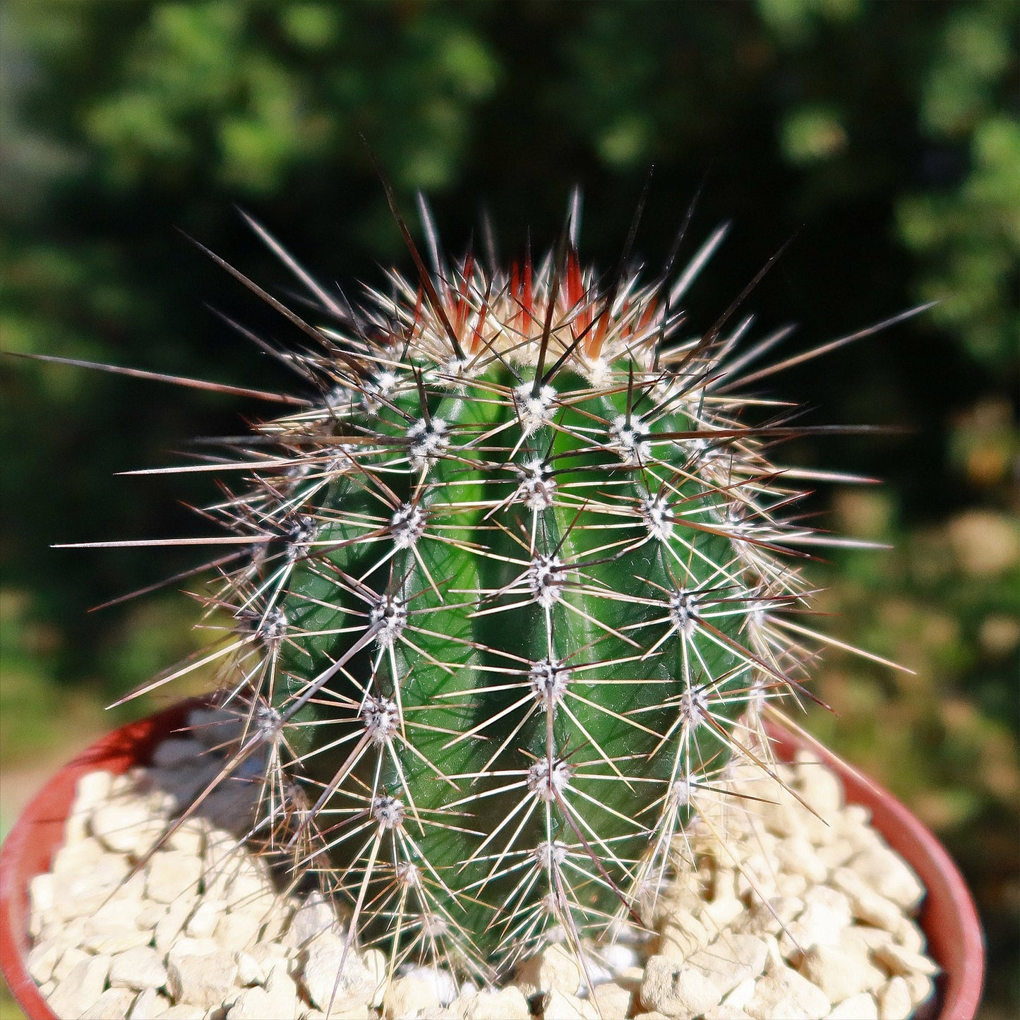 Saguaro Cactus 'Carnegiea gigantea'