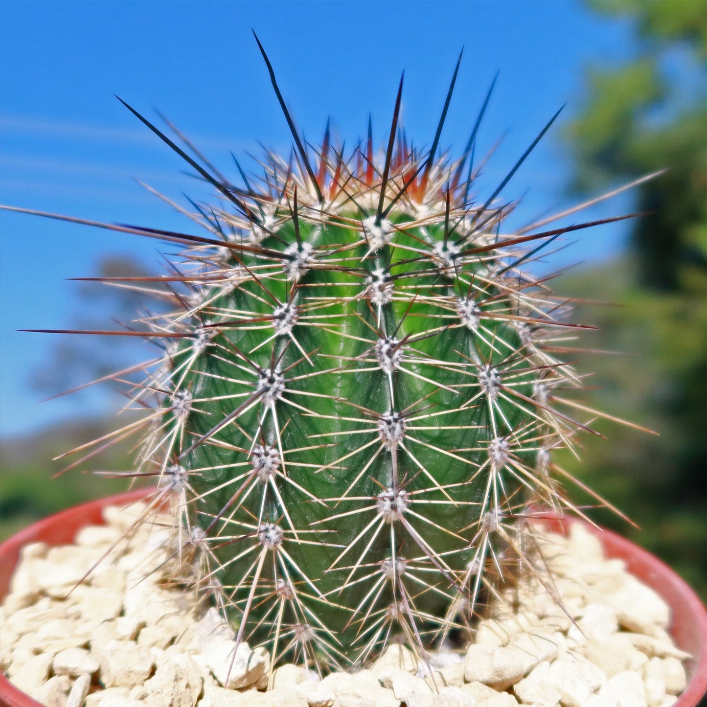 Saguaro Cactus 'Carnegiea gigantea'