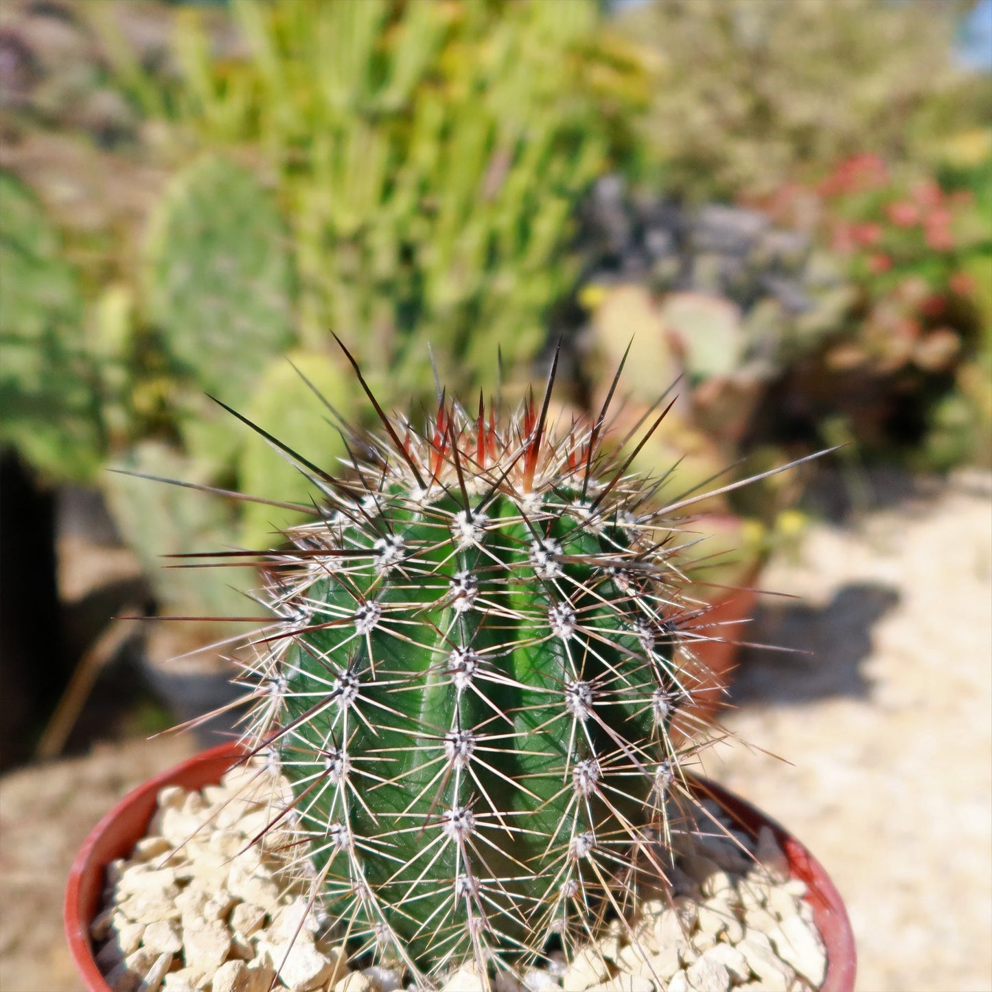 Saguaro Cactus 'Carnegiea gigantea'