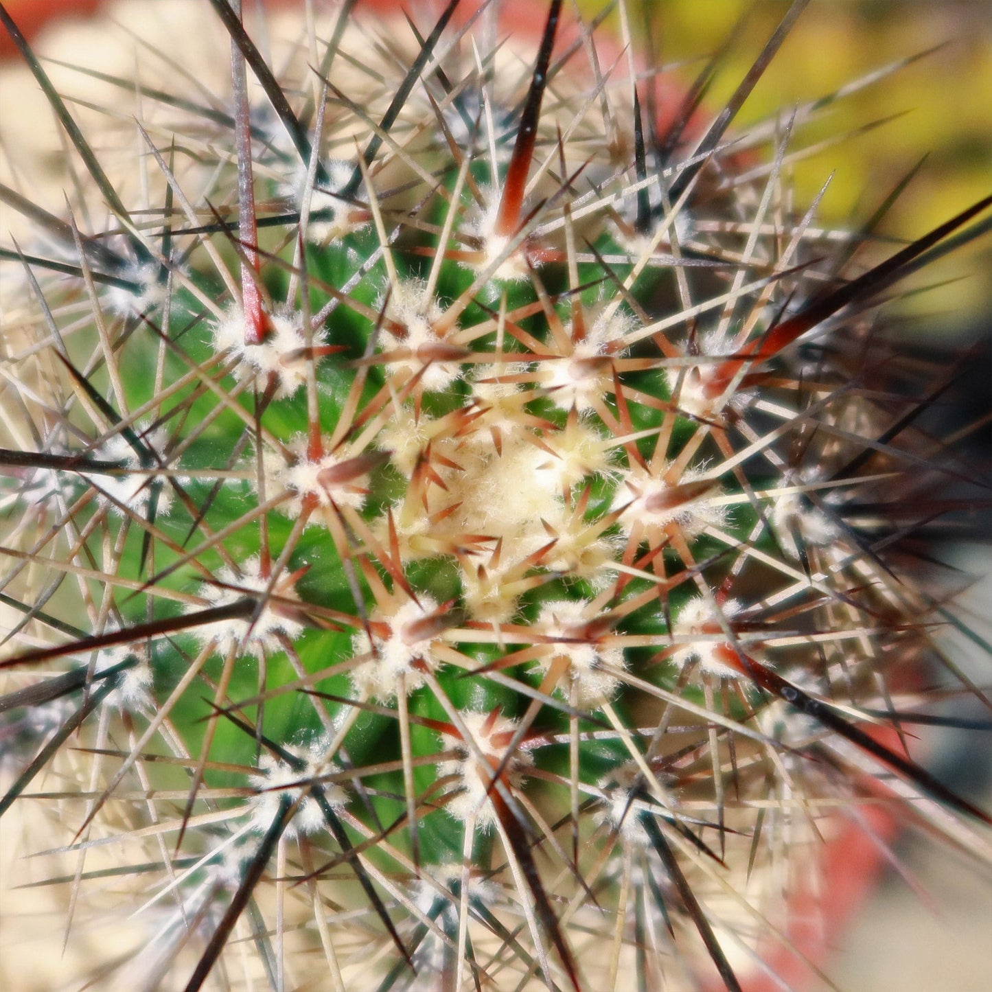 Saguaro Cactus 'Carnegiea gigantea'