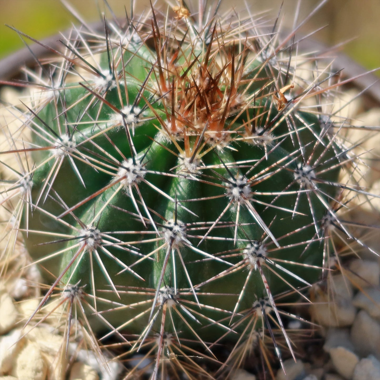 Saguaro Cactus 'Carnegiea gigantea'