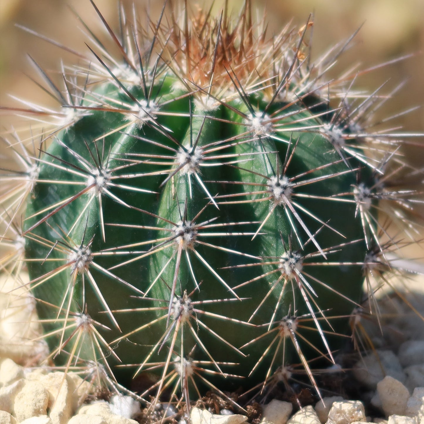 Saguaro Cactus 'Carnegiea gigantea'