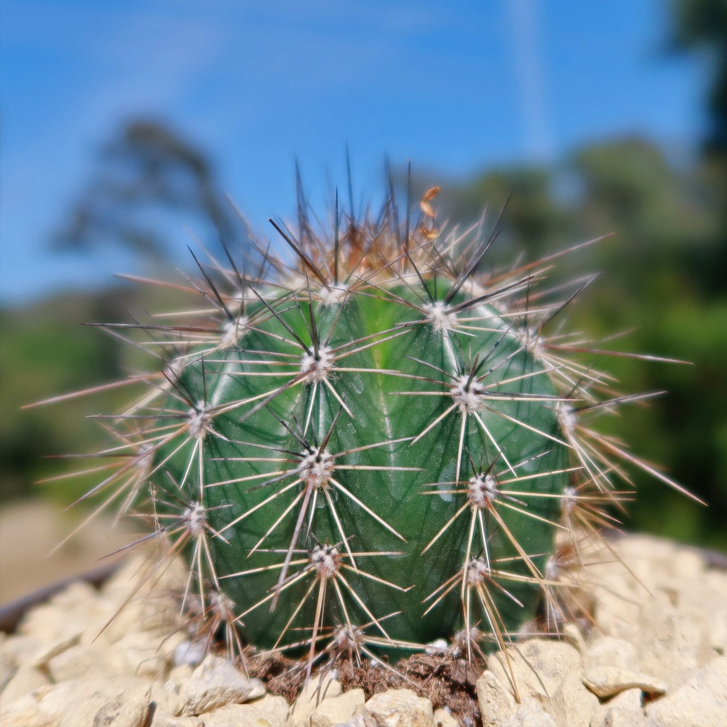 Saguaro Cactus 'Carnegiea gigantea'