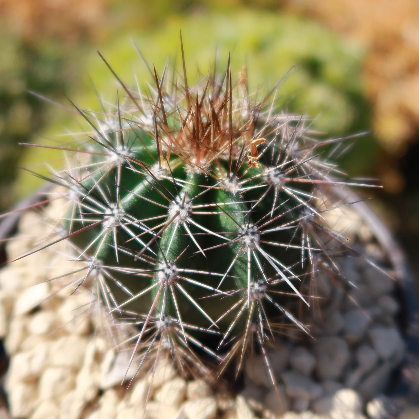 Saguaro Cactus 'Carnegiea gigantea'