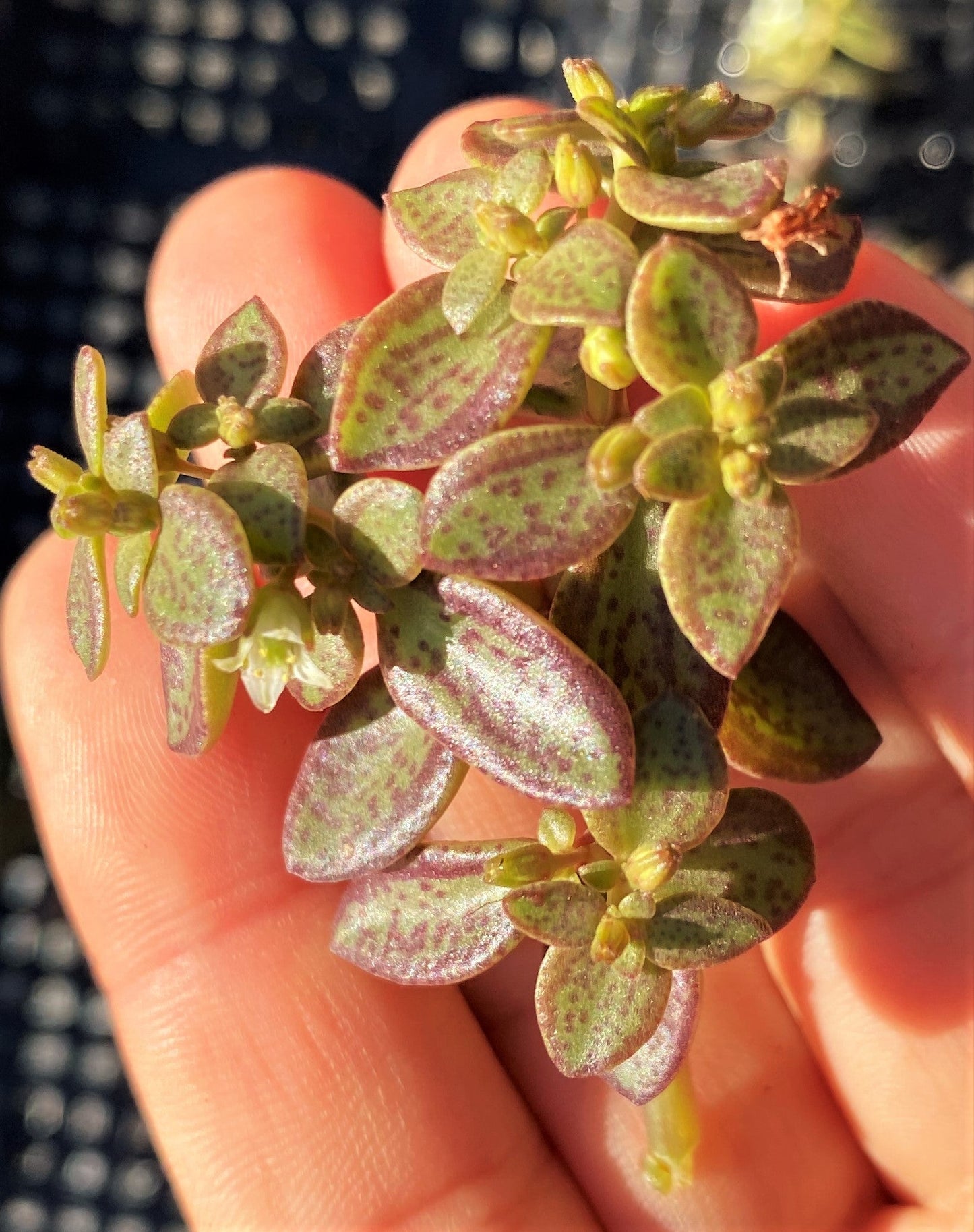 Crassula volkensii (CUTTING)