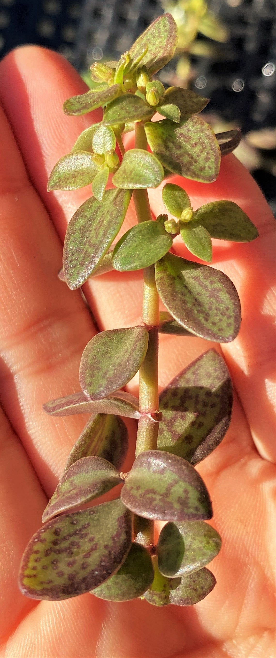 Crassula volkensii (CUTTING)