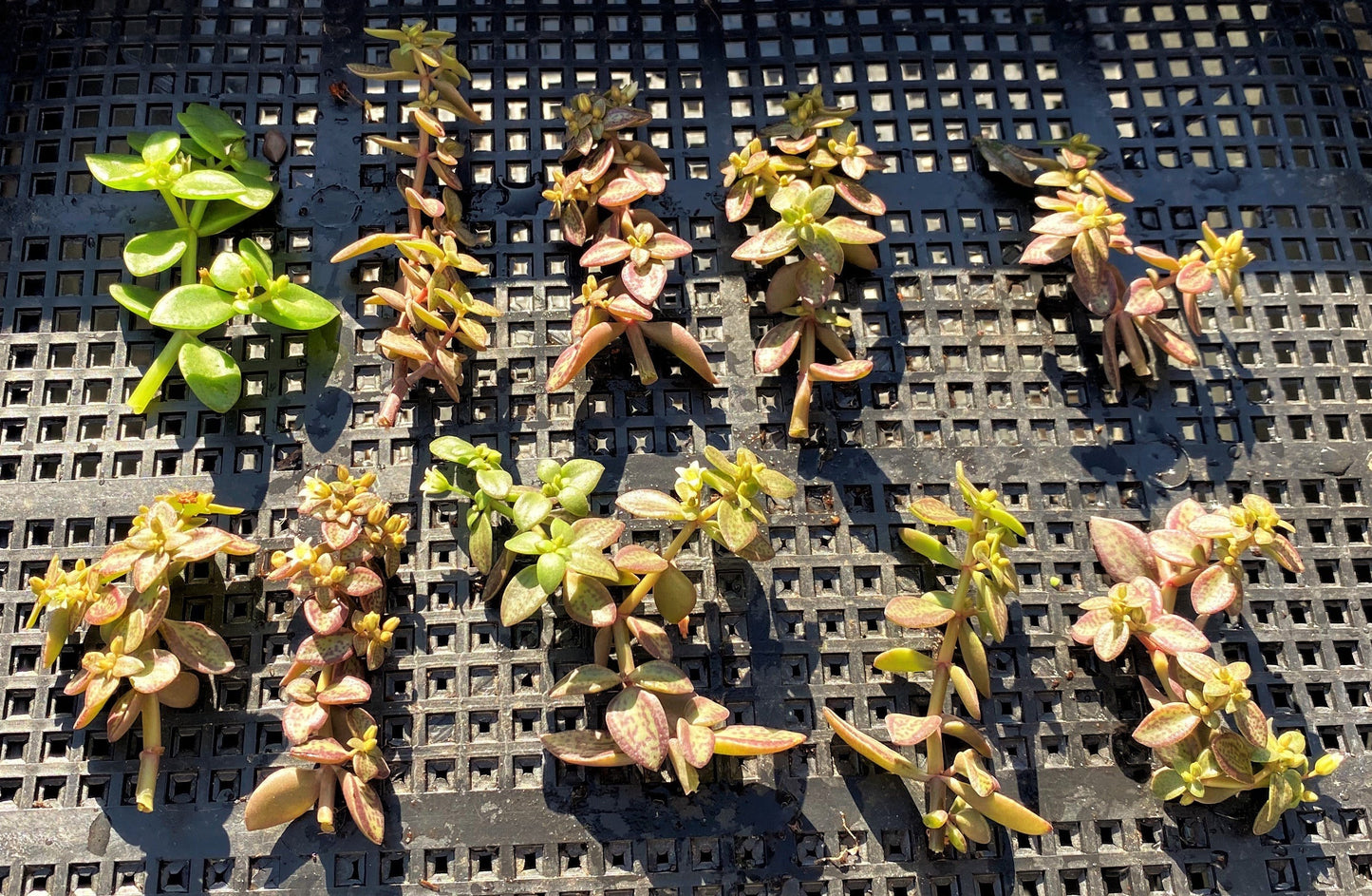 Crassula volkensii (CUTTING)