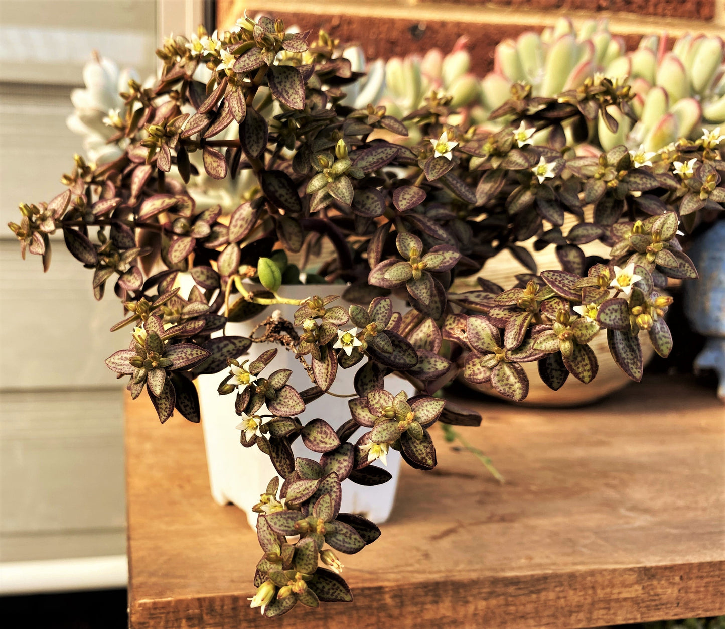 Crassula volkensii (CUTTING)