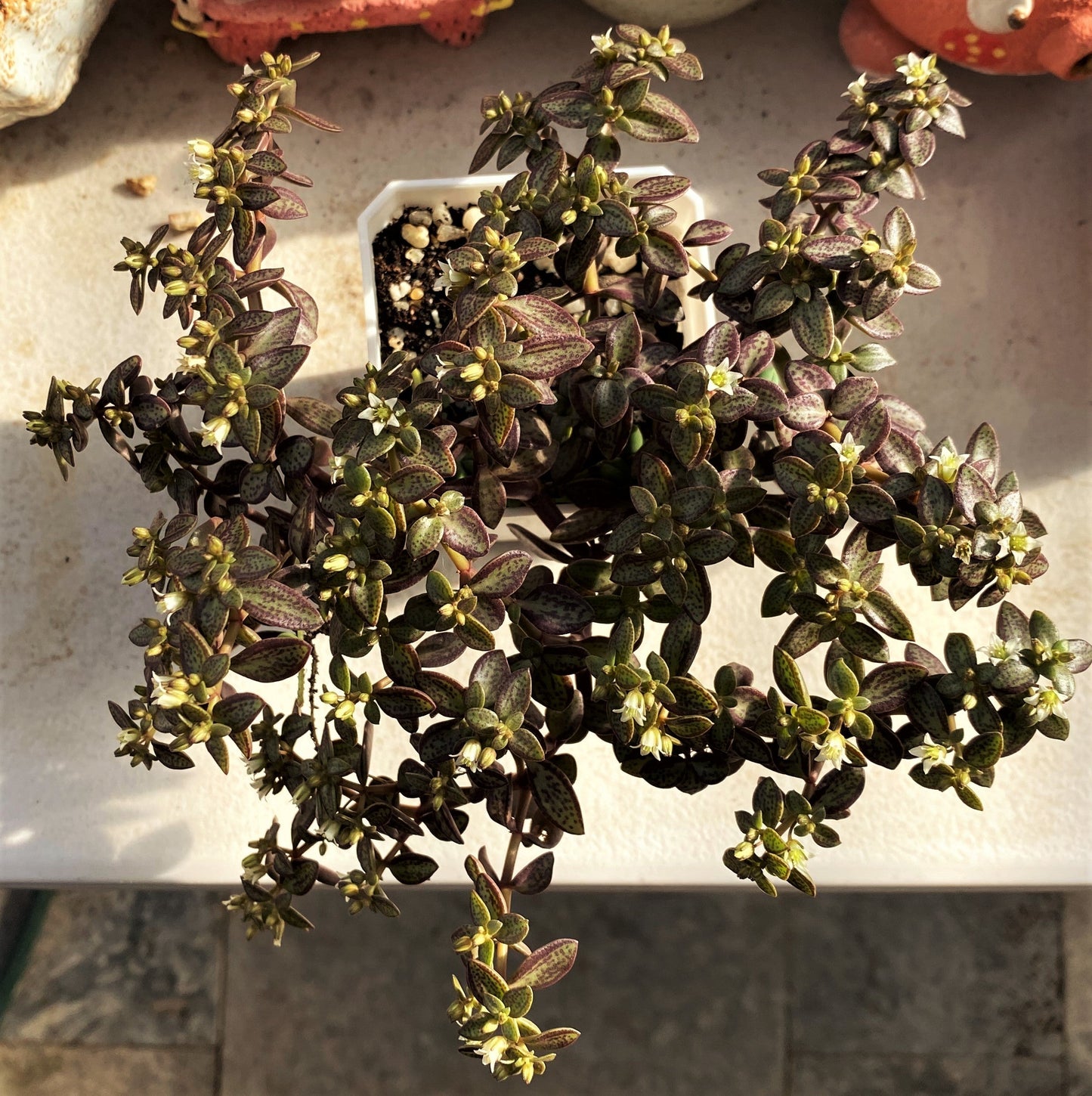 Crassula volkensii (CUTTING)