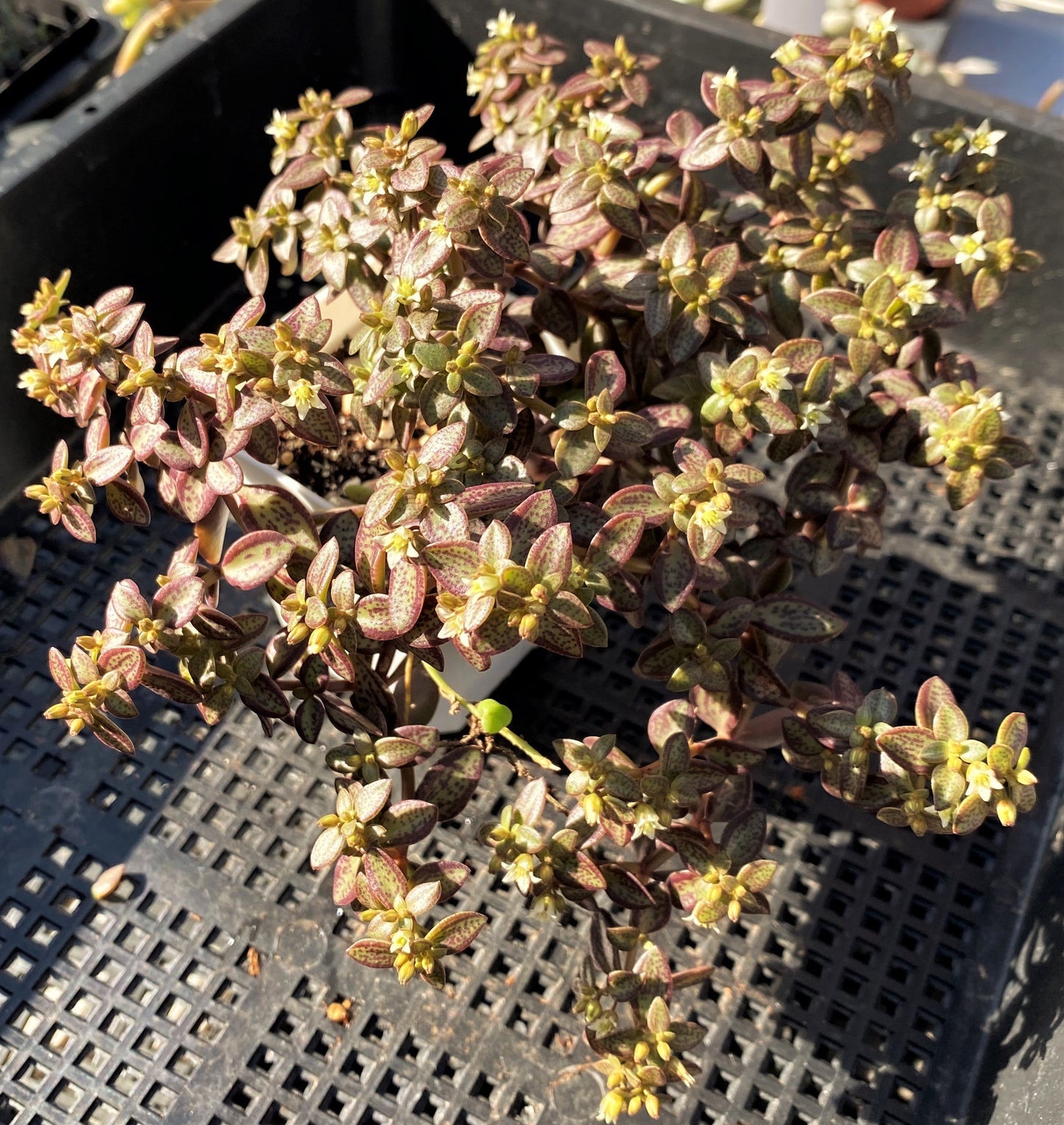Crassula volkensii (CUTTING)