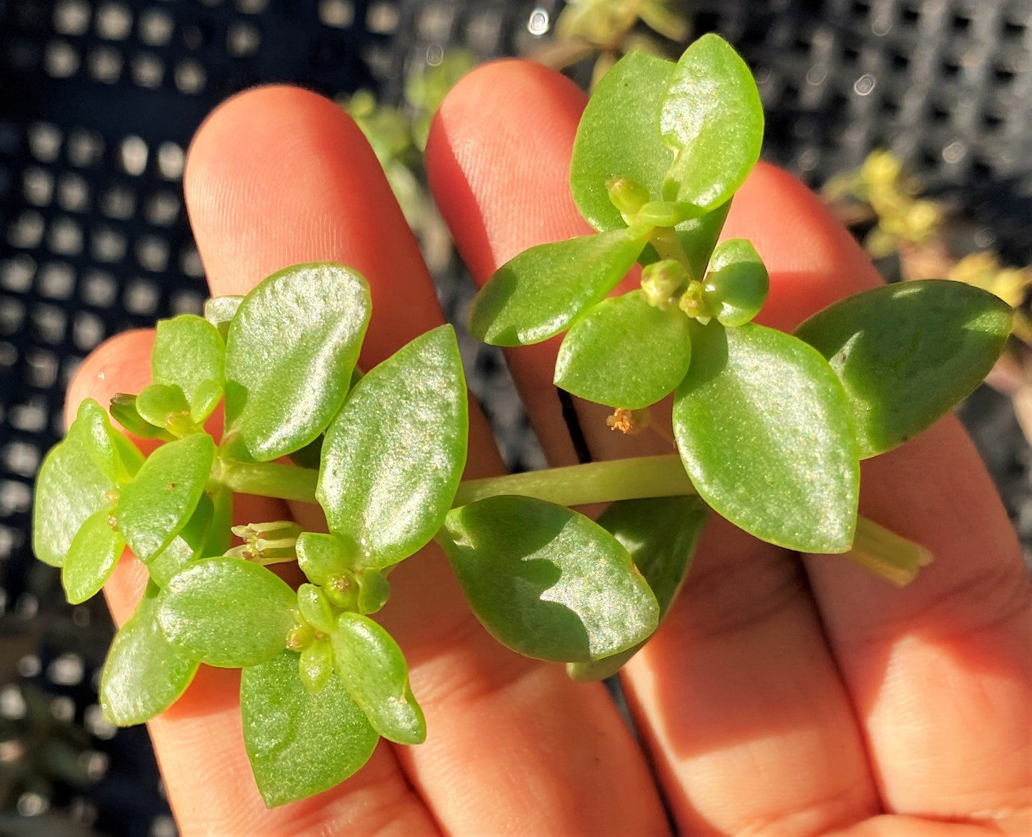 Crassula volkensii (CUTTING)