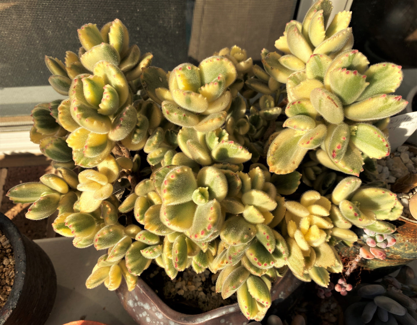 Cotyledon white bear paw