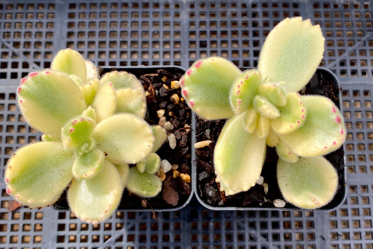 Cotyledon white bear paw