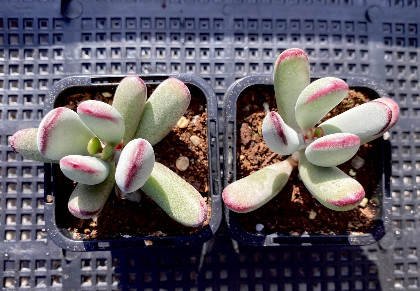 Cotyledon orbiculata 'Oophylla'