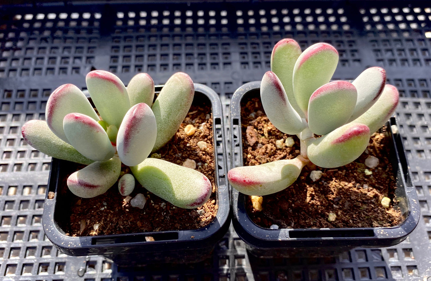 Cotyledon orbiculata 'Oophylla'