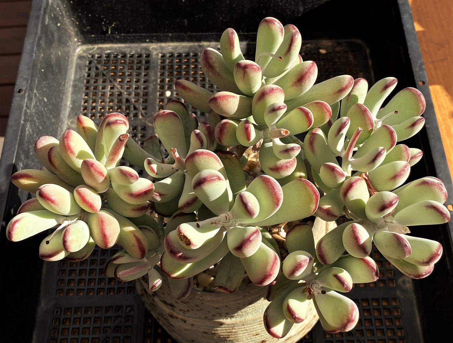 Cotyledon orbiculata 'Oophylla'