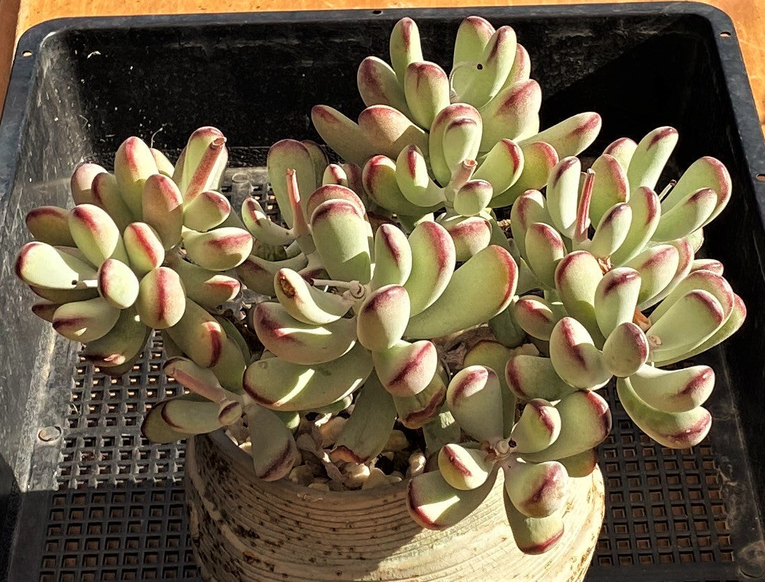 Cotyledon orbiculata 'Oophylla'