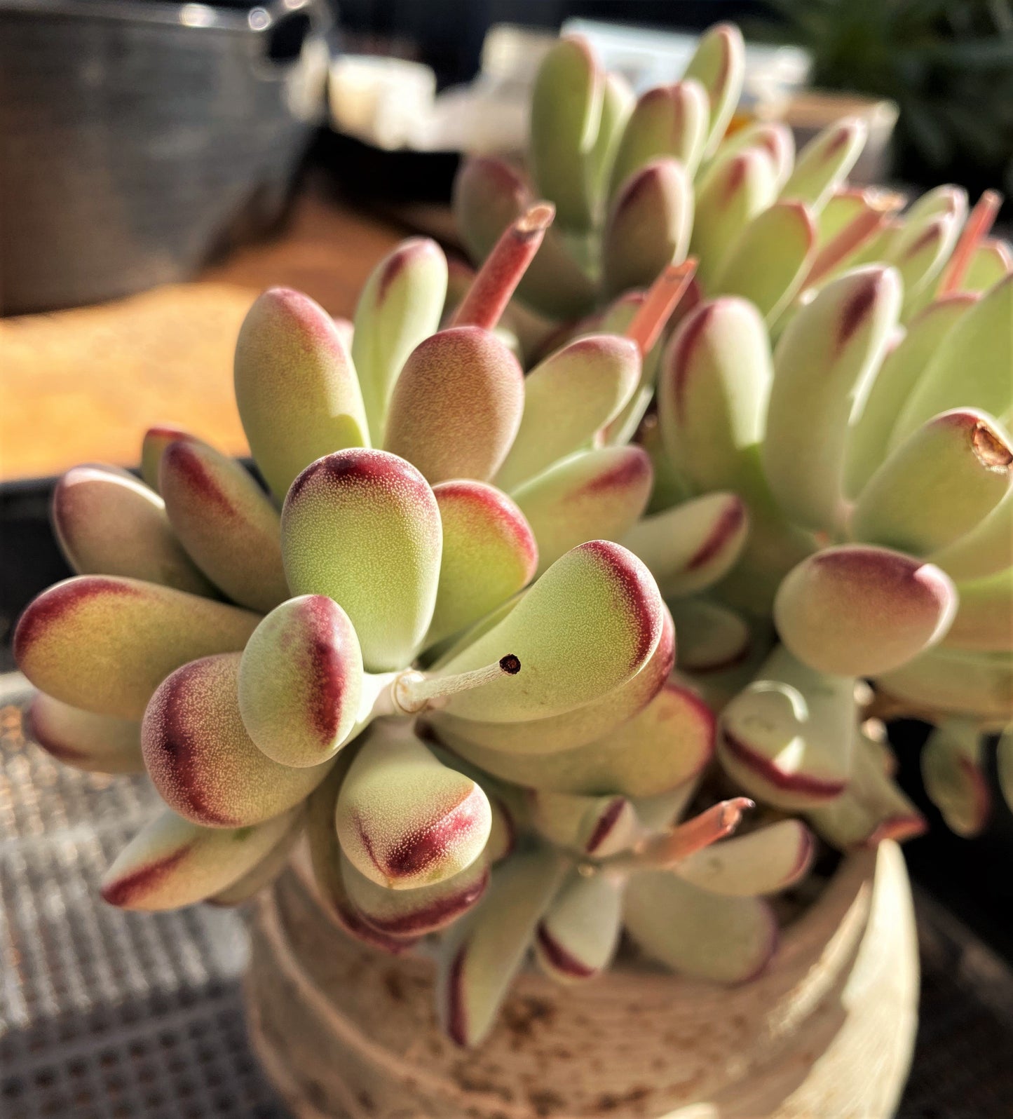 Cotyledon orbiculata 'Oophylla'