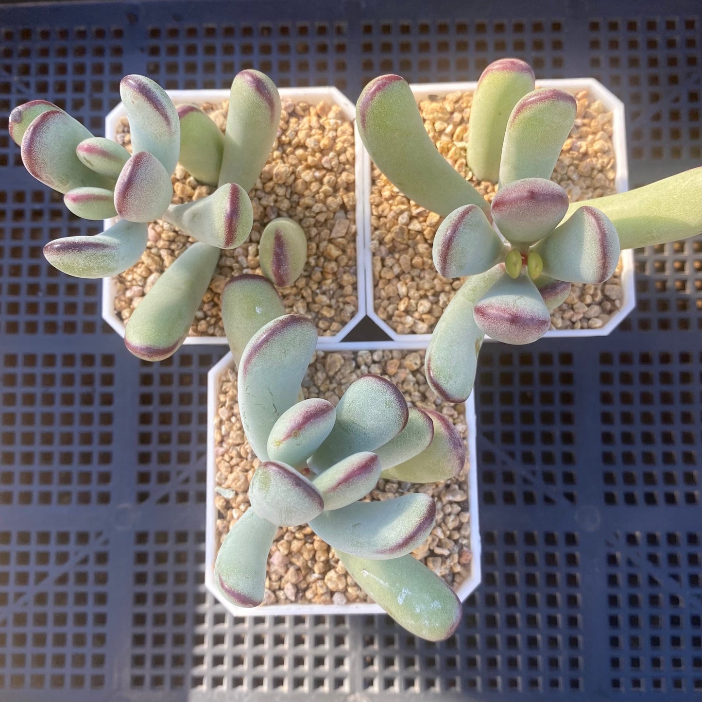 Cotyledon orbiculata 'Oophylla'