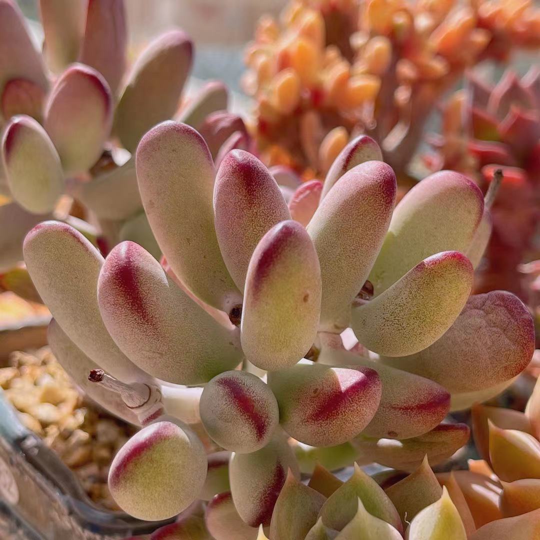 Cotyledon orbiculata 'Oophylla'