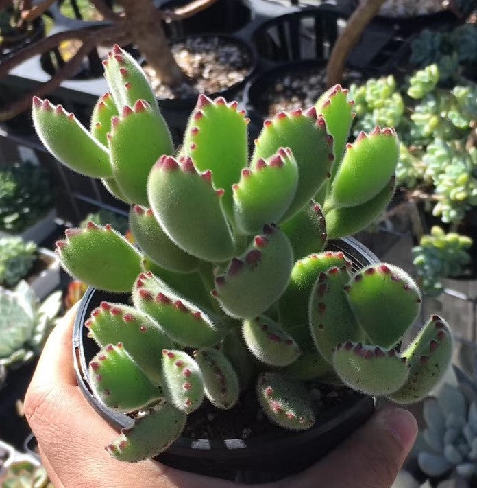 Cotyledon tomentosa (bear paws)