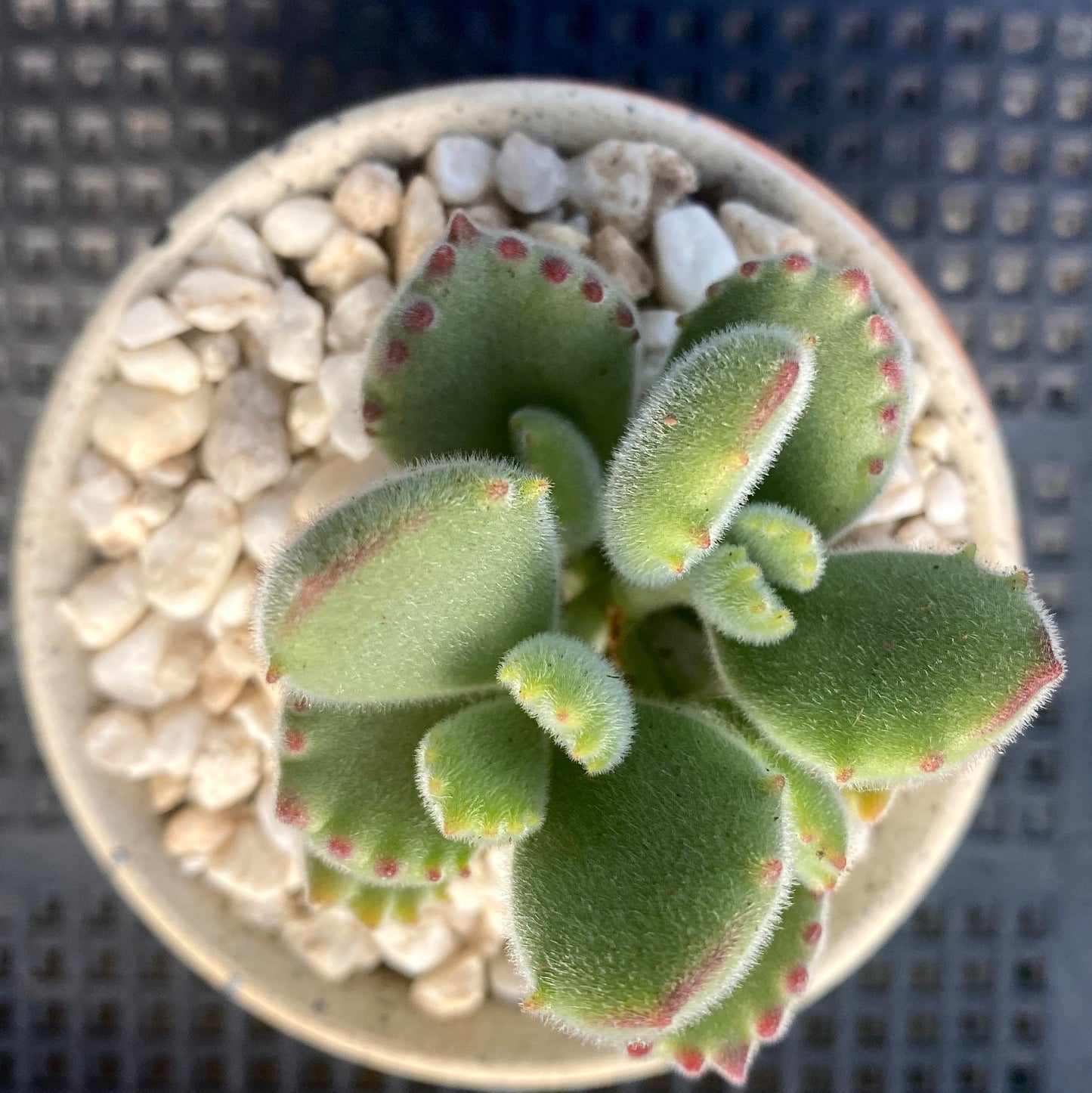 Cotyledon tomentosa (bear paws)