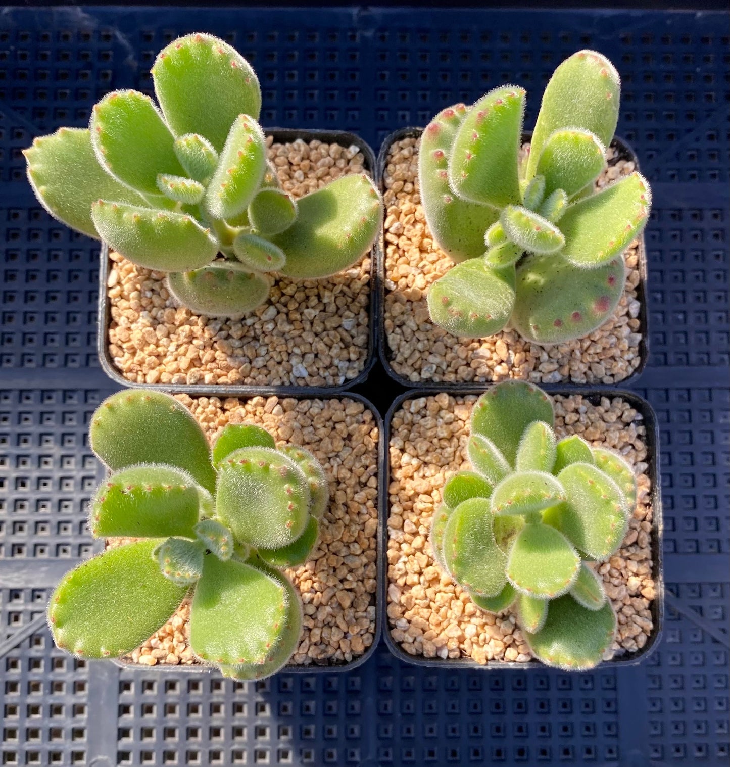 Cotyledon tomentosa (bear paws)
