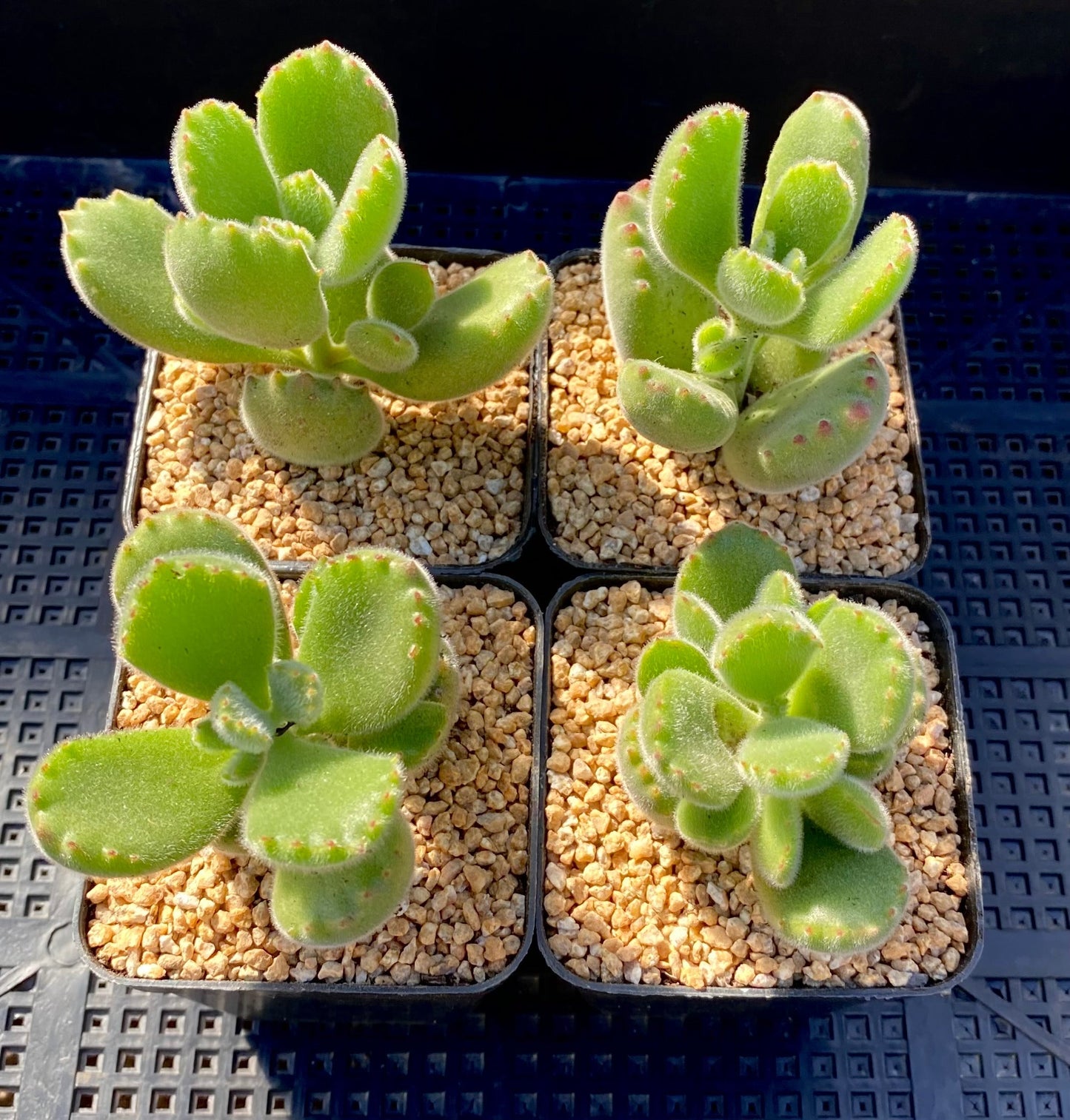 Cotyledon tomentosa (bear paws)