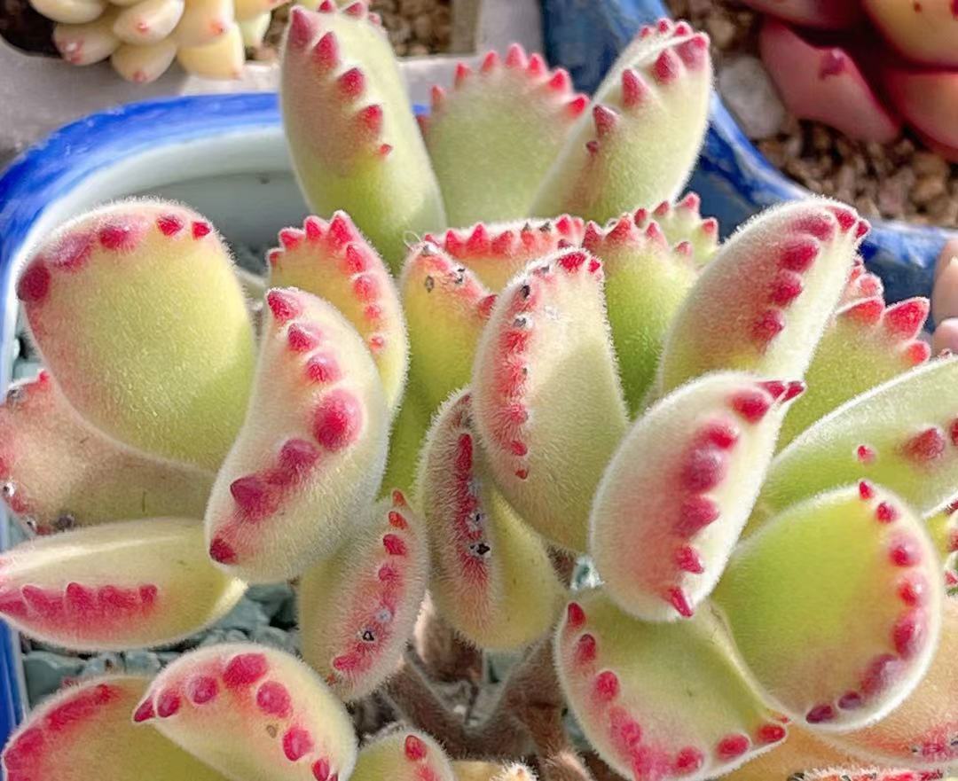 Cotyledon tomentosa (bear paws)