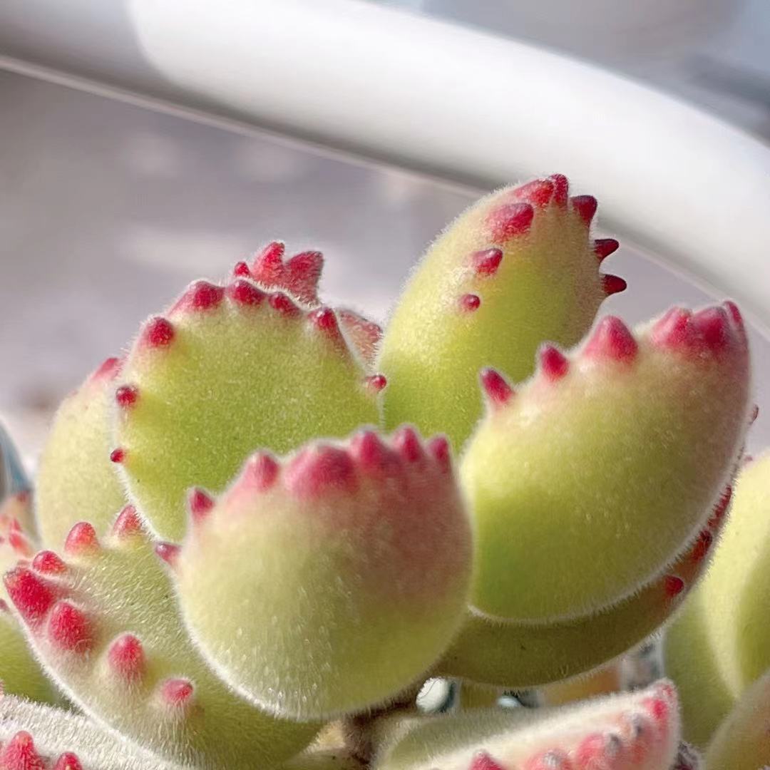 Cotyledon tomentosa (bear paws)